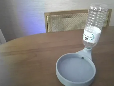 dog bowl