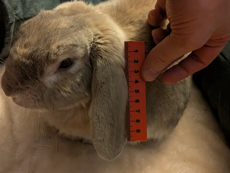 10cm Ruler