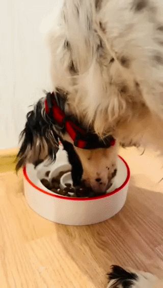 Slow down bowl for dogs - labyrinth