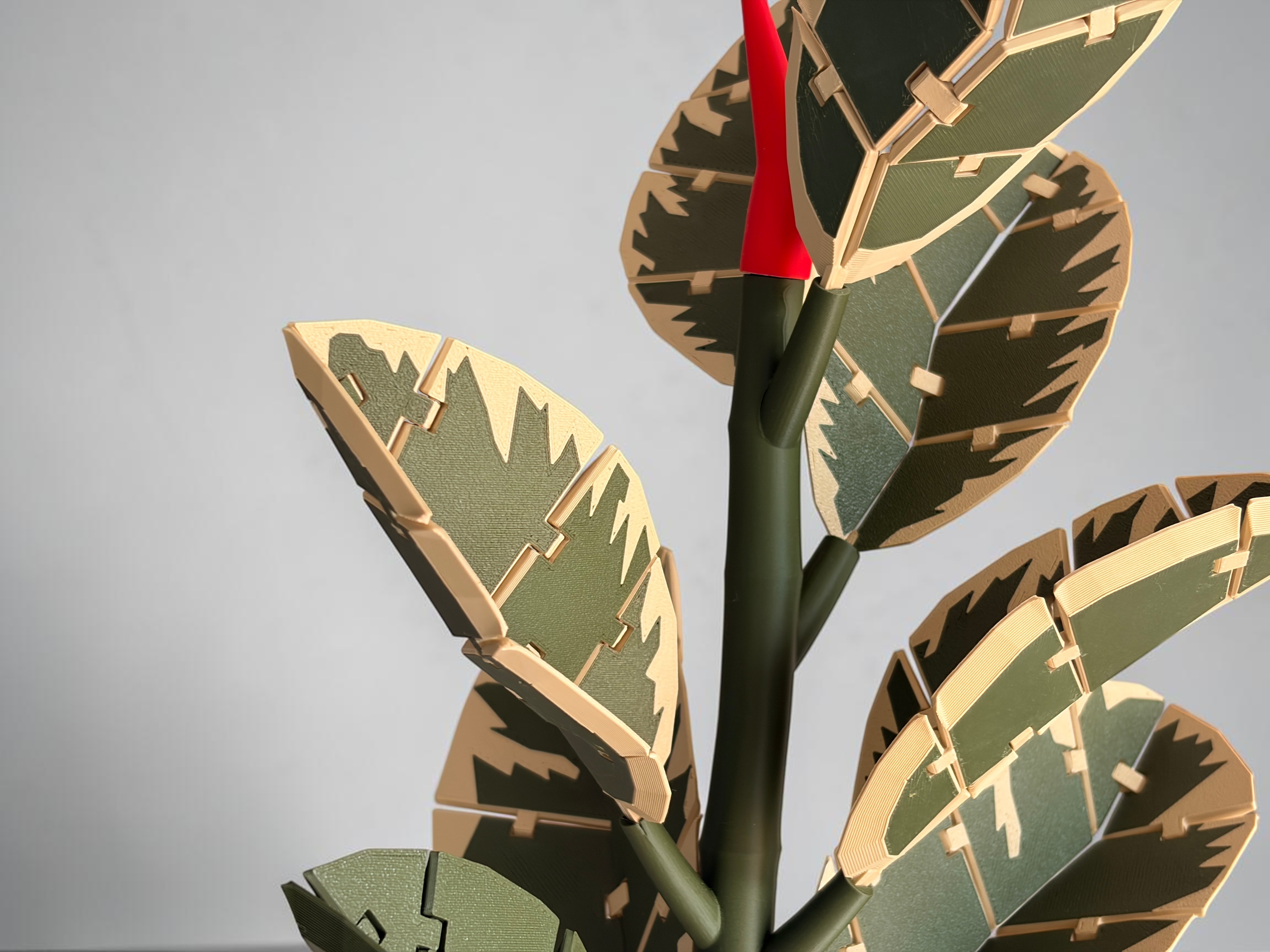 Flexi Ficus – Rubber Plant with Leaf Coasters - 1