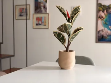 Letrero o emblema decorativo: Flexi Ficus – Rubber Plant with Leaf Coasters — vista de referencia 4