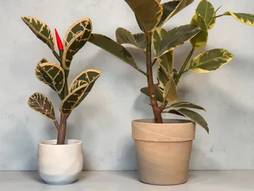 Letrero o emblema decorativo: Flexi Ficus – Rubber Plant with Leaf Coasters — vista de referencia 5
