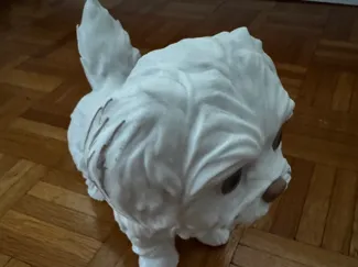 Malteser - Hund