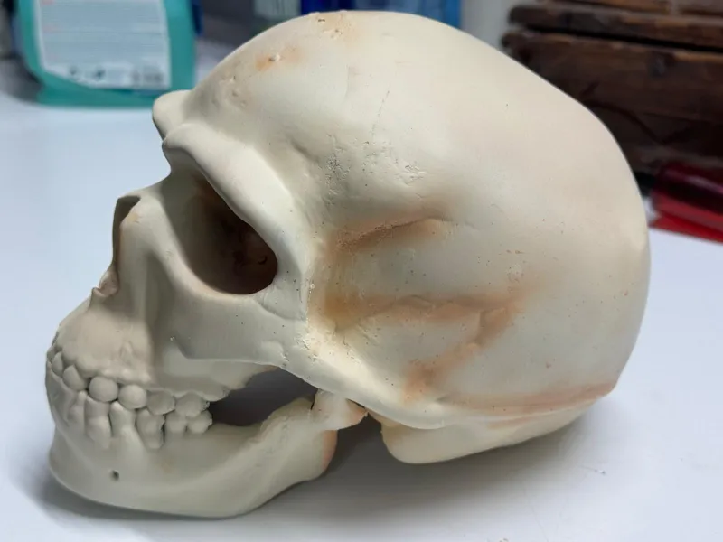 Cráneo Neandertal