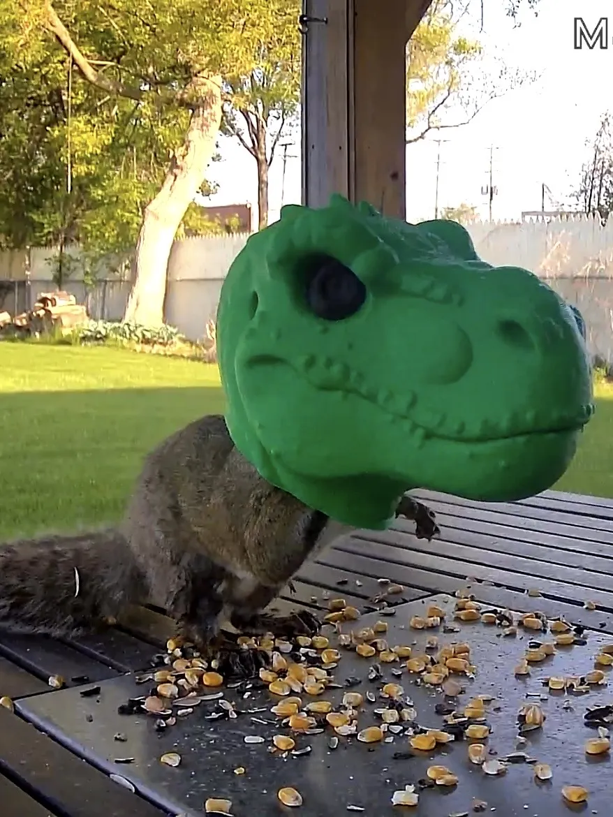 Squirrelysaurus Rex: T-Rex Head Squirrel Feeder view 3