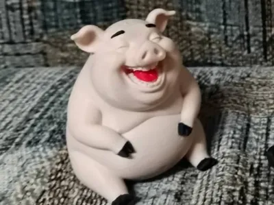 Laughing pig. 