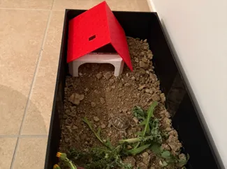 Scatola per tartarughe di terra - Terrario