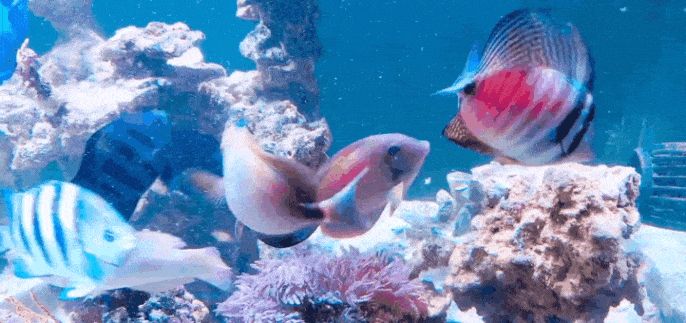 Fish Food Settler Stop Overflow Waste Reef