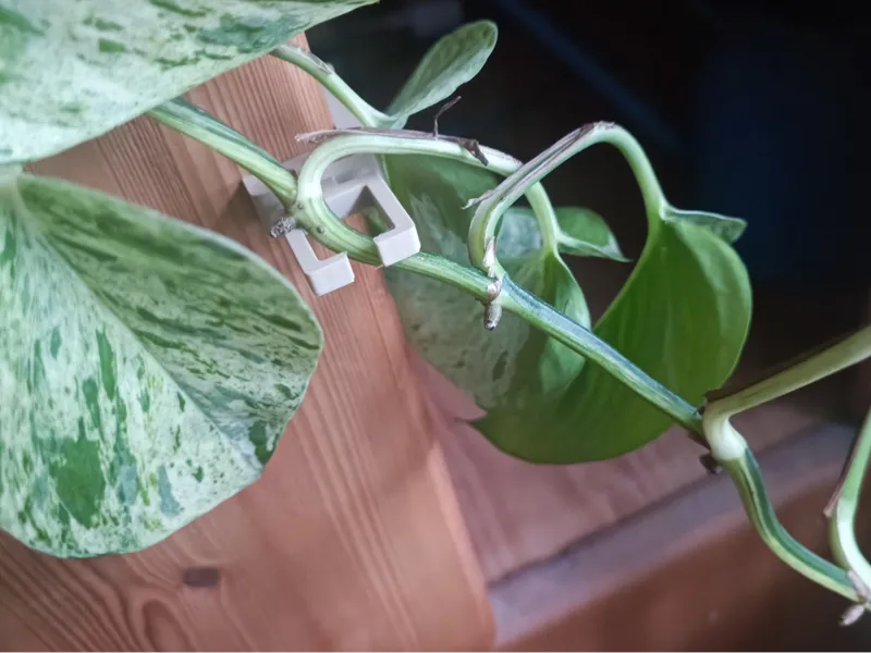 Plant-clamp