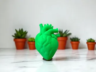 Anatomisches Herz mit Standfuß 
