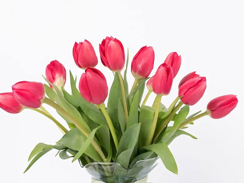 tulipanes
