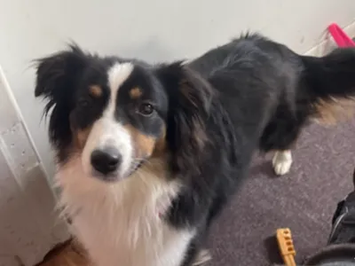 Australian Shepherd Statue for desk
