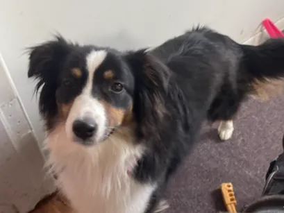 Australian Shepherd Statue for desk