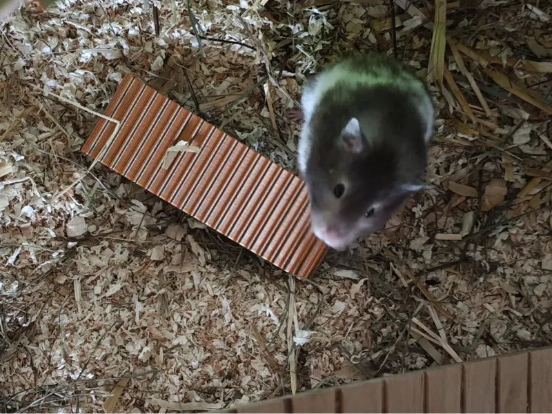Hamsterschaukel Wippe Aktivität Sport (2 Größen)
