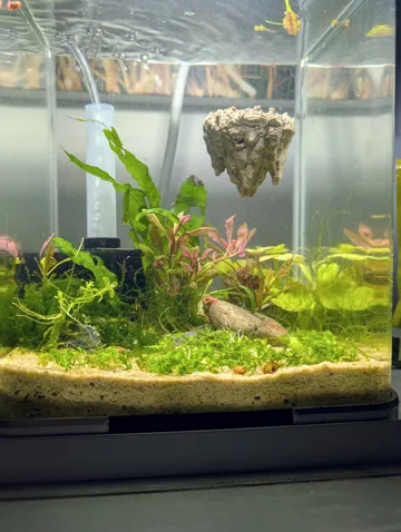 Soporte: Floating Hallelujah Mountains for Aquarium — vista de referencia 4