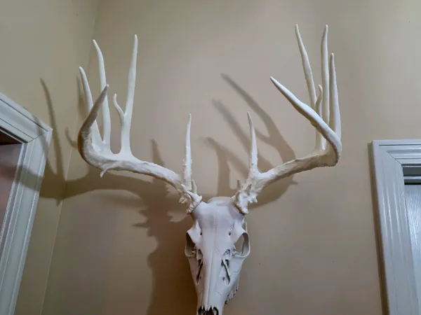https://makerworld.bblmw.com/makerworld/model/US945dc6ca7c07b2/design/2026-01-08_8cf059f9d178b8.jpg