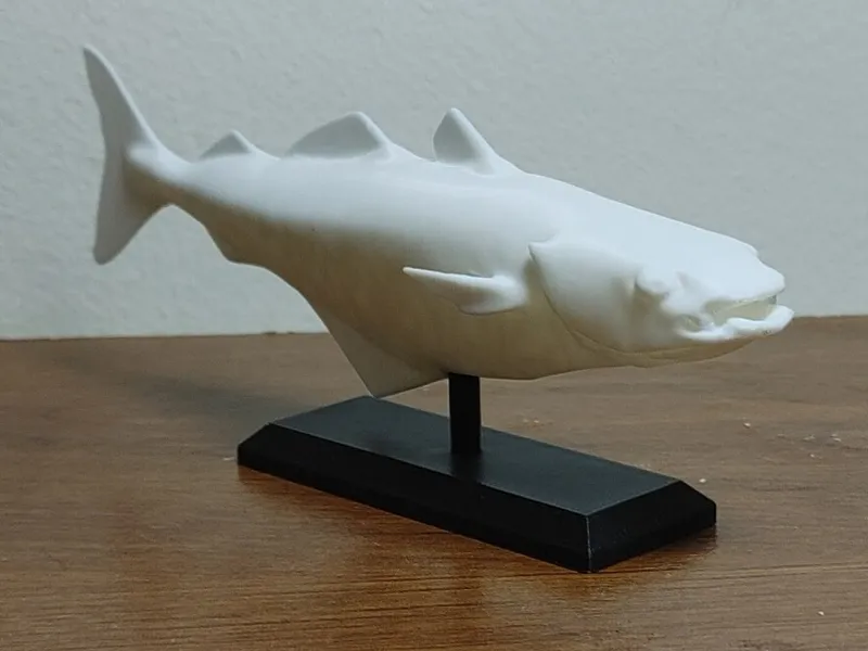 Atlantic Pollock ( Saithe) Fish Mount