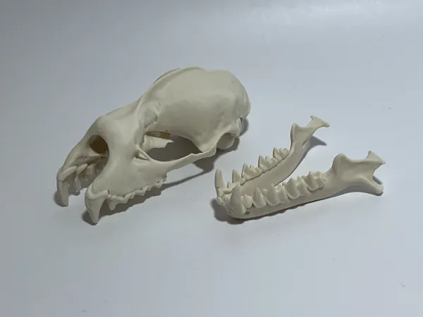Crâne de grand rhinolophe à l'échelle 5x