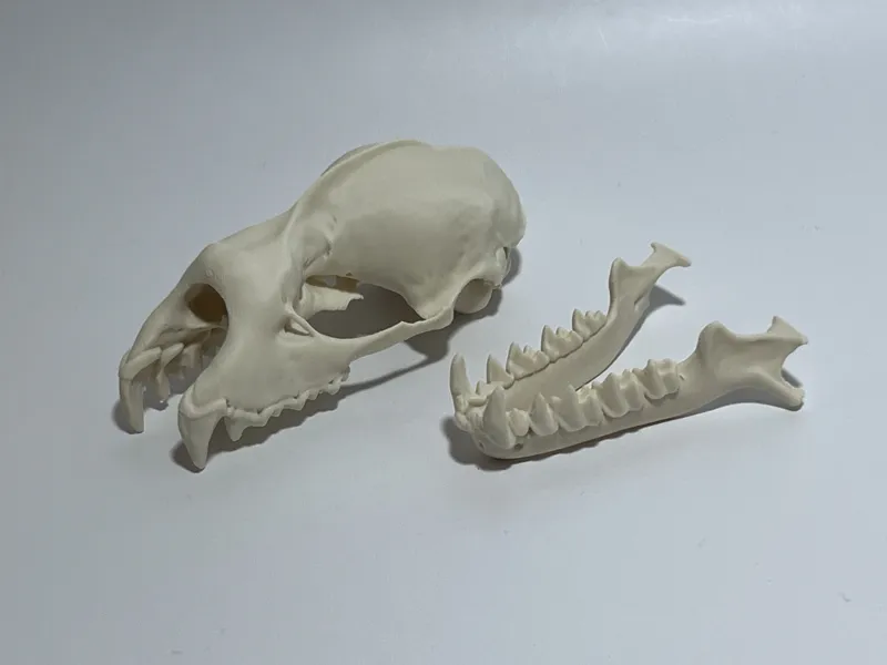 Greater Horseshoe Bat Cranium and Mandible 5X
