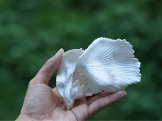 斗鱼