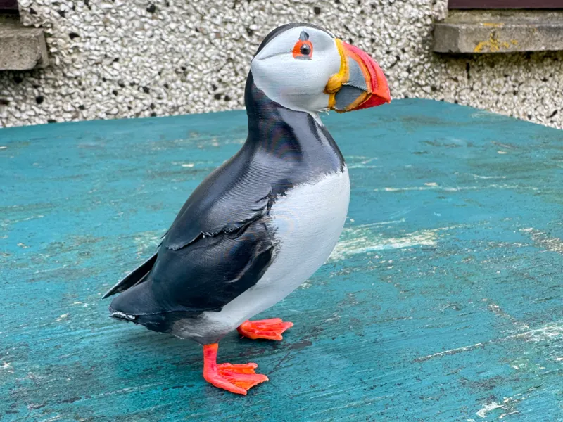 Shetland Tammie Norrie (puffin)