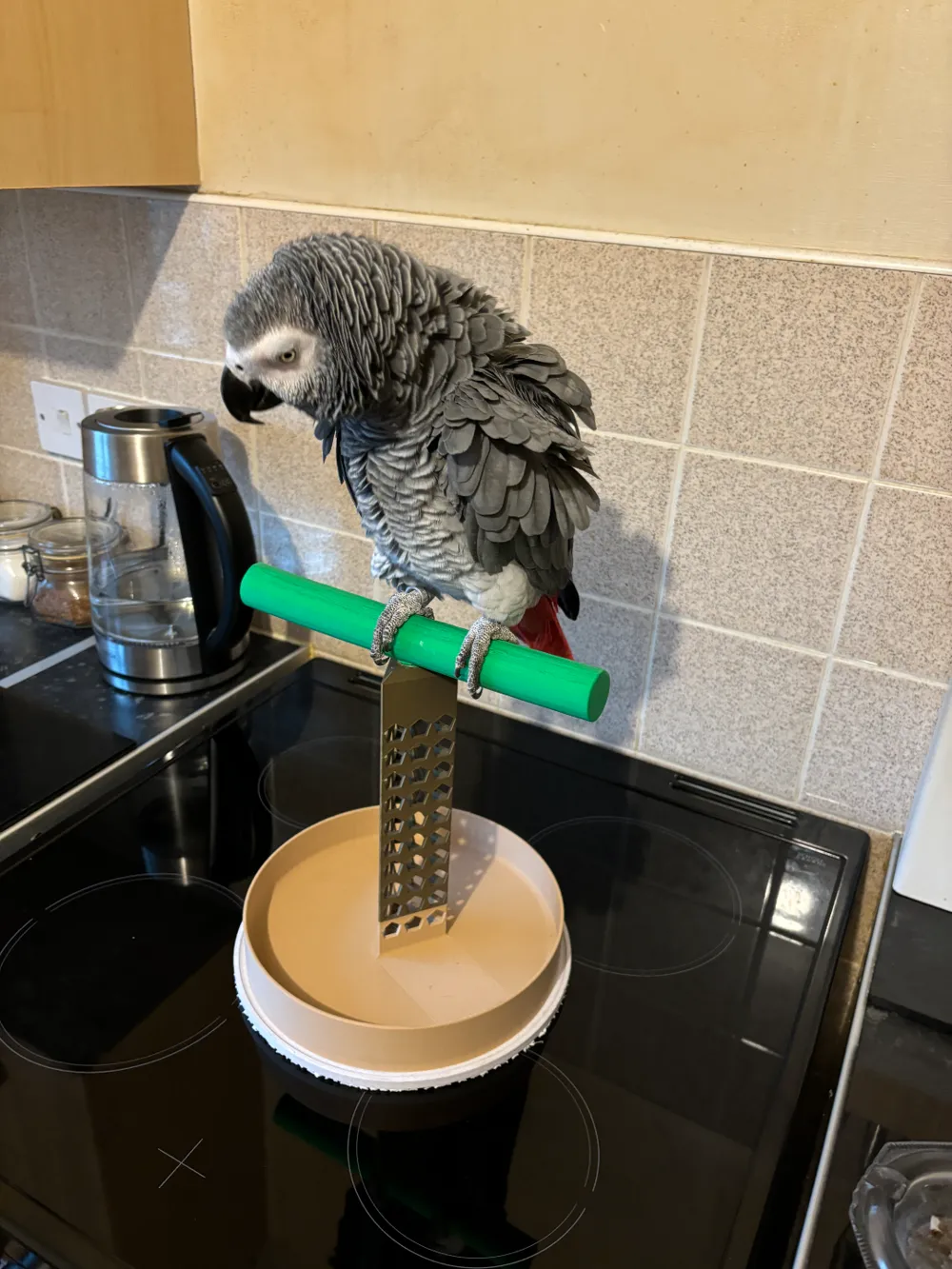 Parrot Perch - Free 3D Print Model - MakerWorld