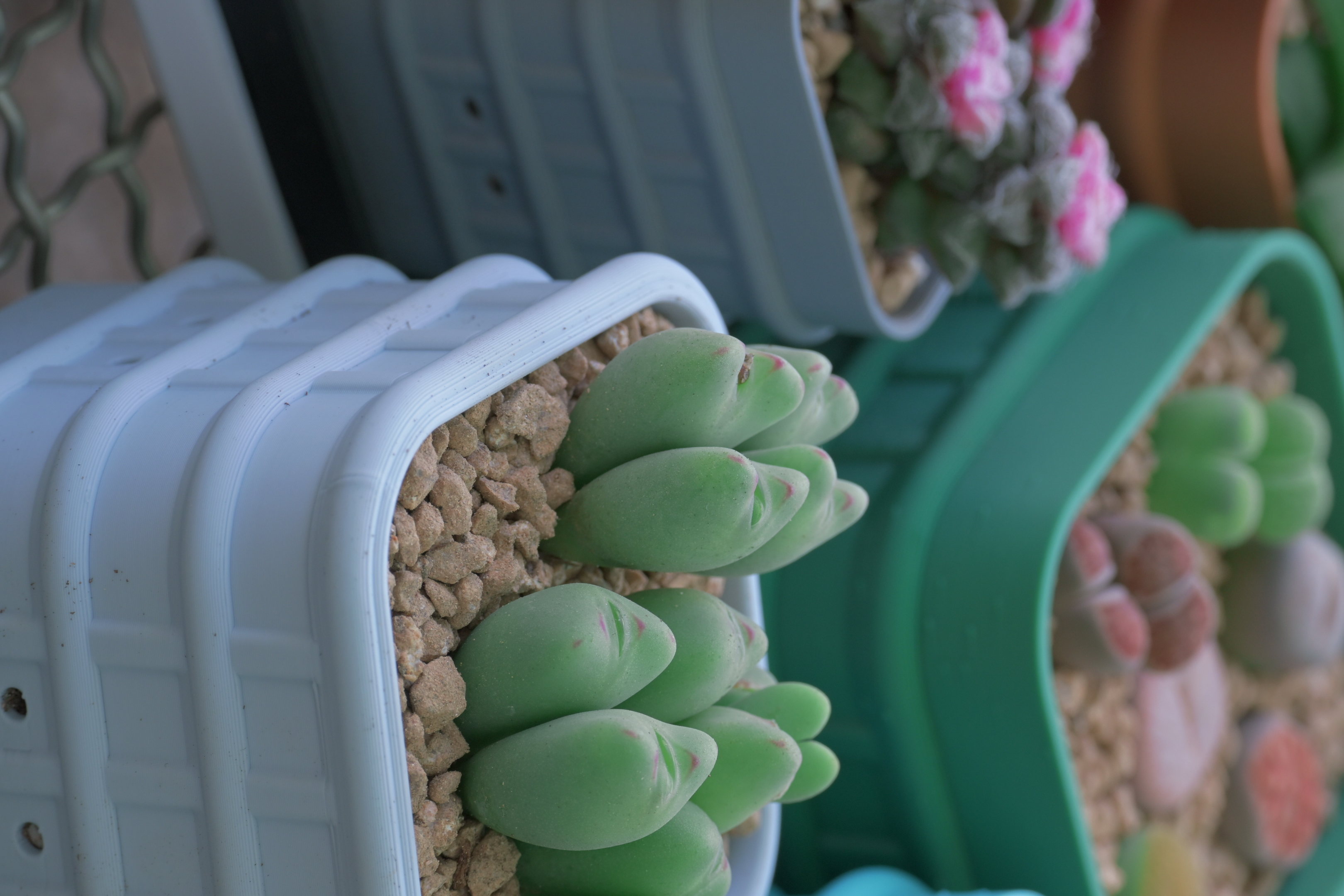 Miniatura 2 do modelo 3D 「多肉花园」系列Vol2：多肉专用 3D 打印花盆套装