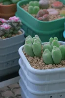 无上沿