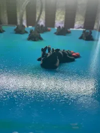 same as original but colored like toothless