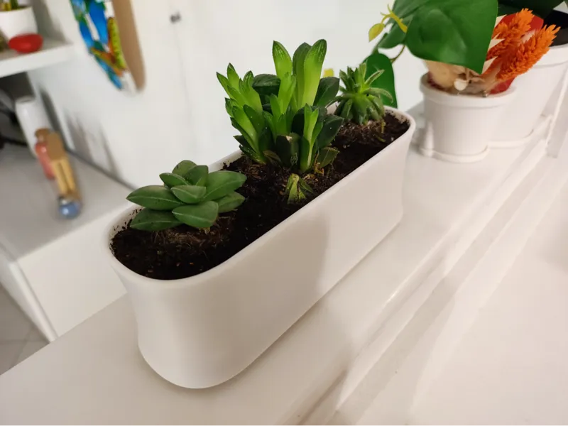 Vase for plants and flowers