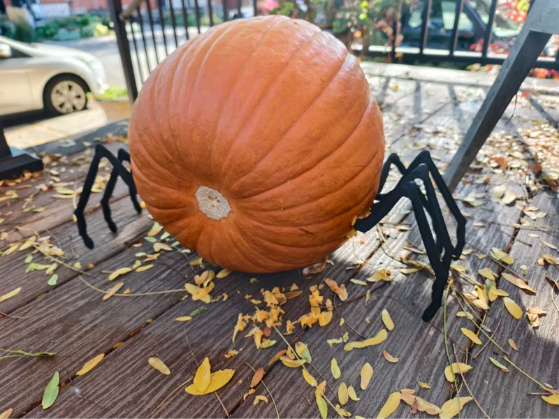 Jacko lantern Pumpkin Spider