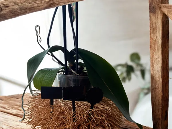 https://makerworld.bblmw.com/makerworld/model/US9558b2a9279b13/design/2025-04-26_9ca9ba6fd0b818.jpeg