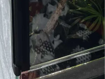 Terrarium Door Hinge  Glass 4mm