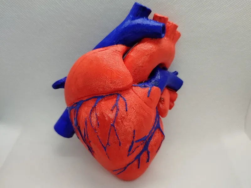 Corazón humano