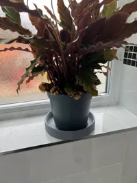 Soucoupe pour pot de fleurs 15 cm — photo 3