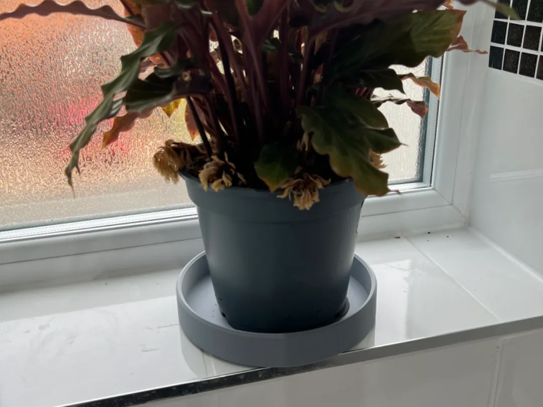 Soucoupe pour pot de fleurs 15 cm