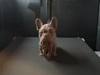 Figurine bouledogue français — photo 1