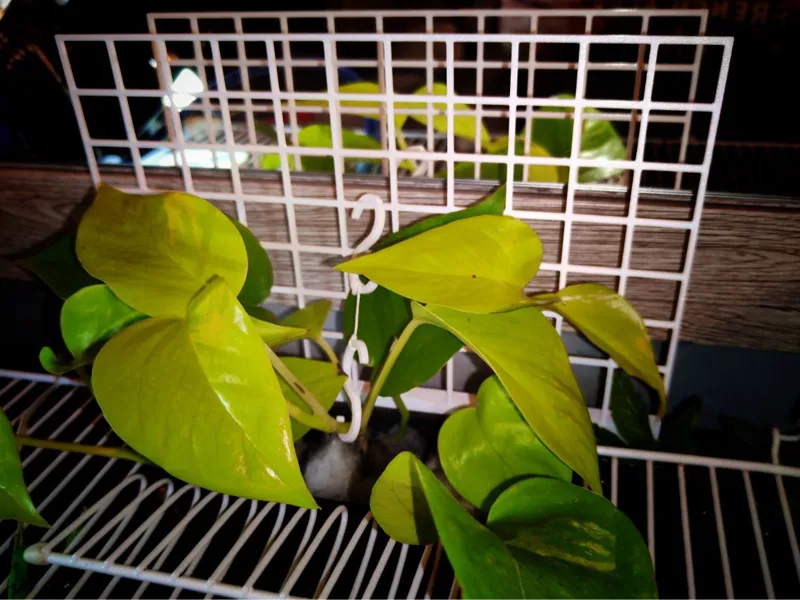 Grille de fixation "VertiGrow" plantes d'aquarium