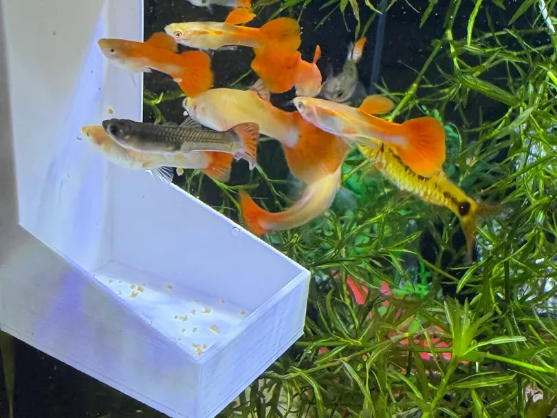 鱼缸喂食器