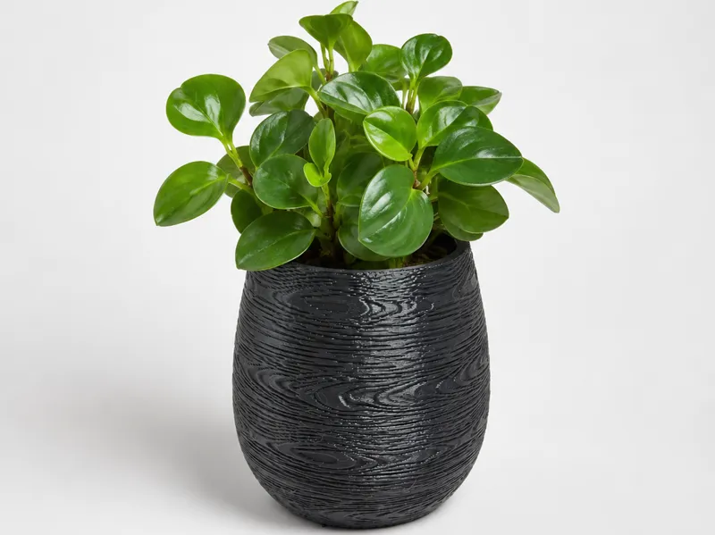 Pot pour plante et fleur (Bois)
