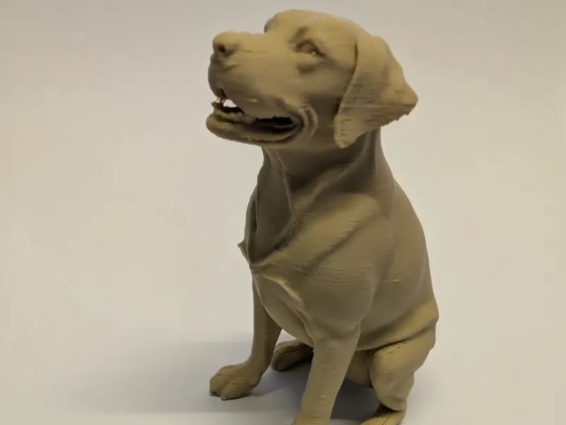 Labrador retriever