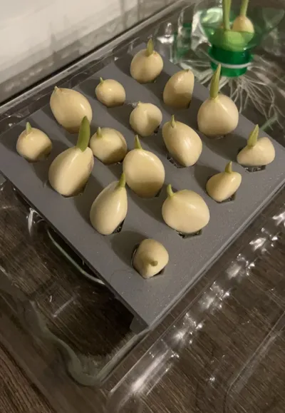 Water-Based Planter for Growing Garlic Sprouts