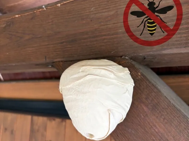 wasps nest