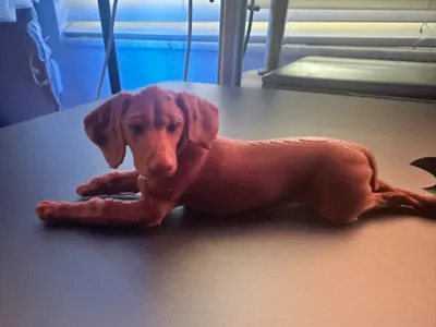 Vizsla Baby Pup Sitting in the Sun