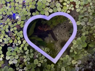 Heart Floating Plant Ring