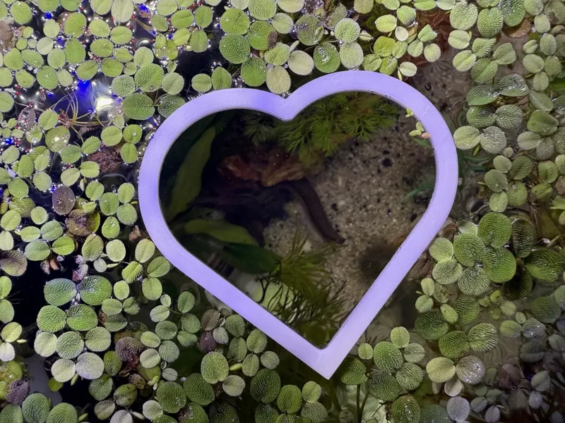 Heart Floating Plant Ring