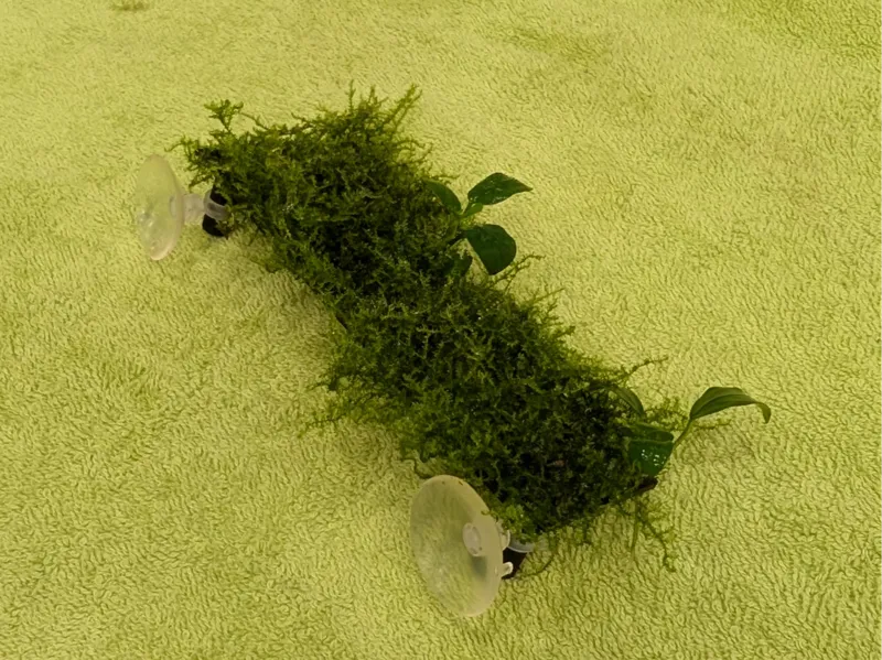 Moss Table / Betta Bed
