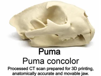 Cougar - Puma concolor