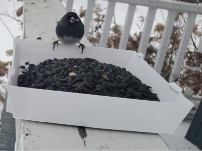 Deck Rail Platform Bird Feeder