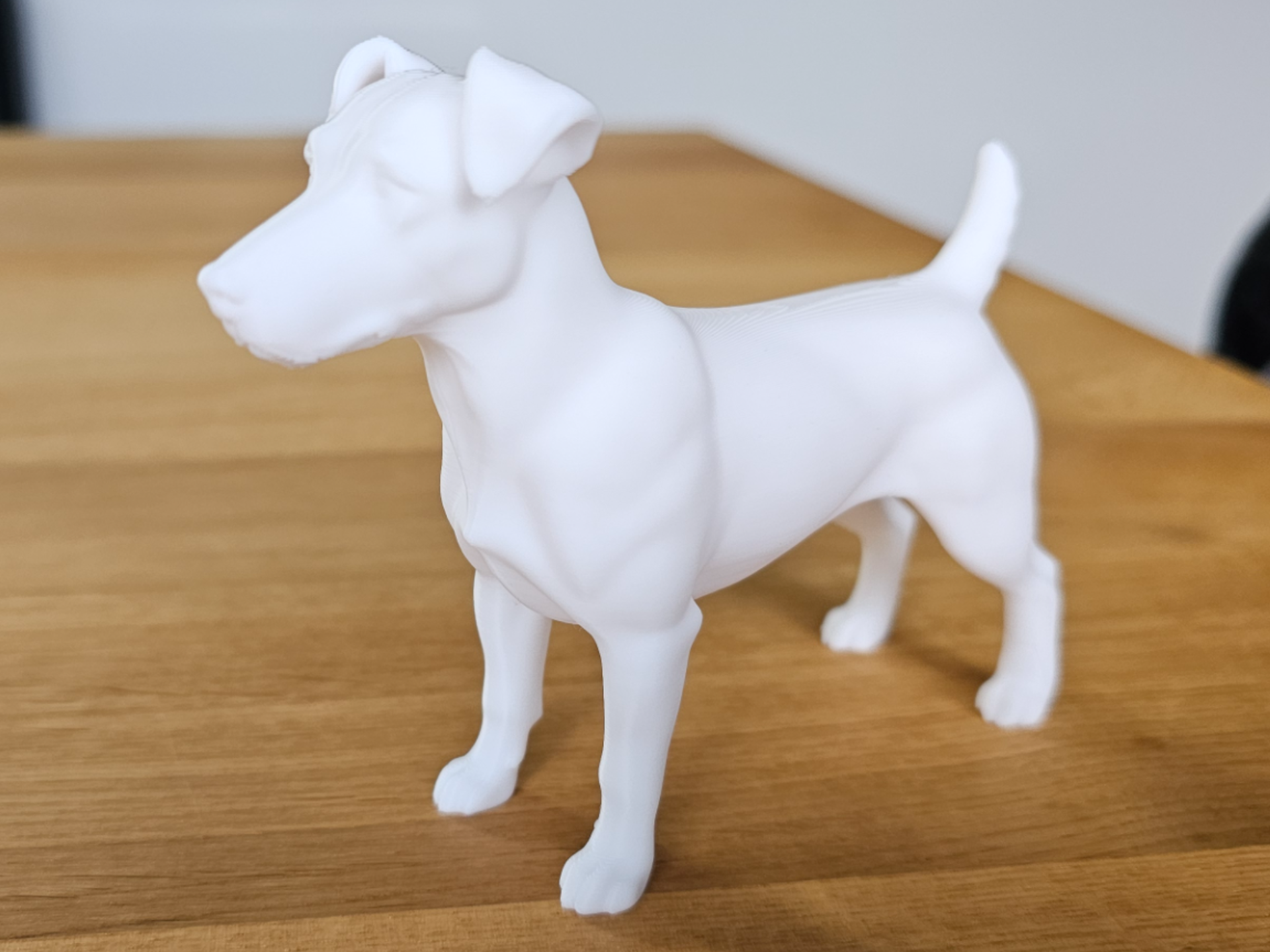 Eleganter Parson Russell Terrier Hunde Liebe